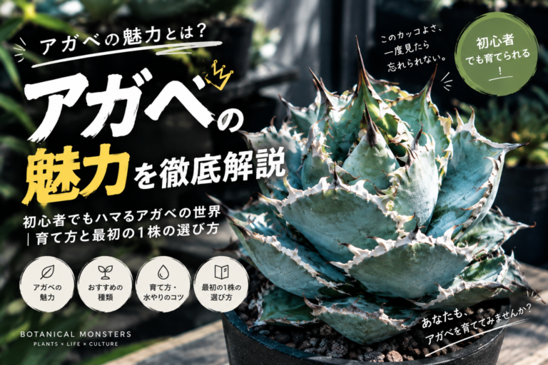 アガベの魅力とは？初心者でもハマるアガベの世界｜育て方と最初の1株の選び方