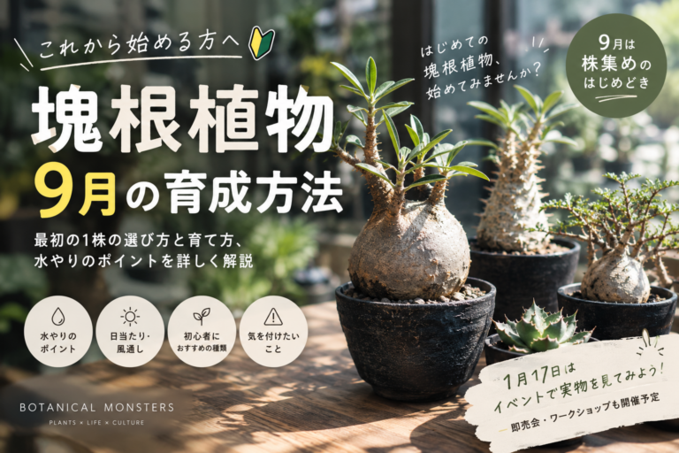 【初心者向け】9月から始める塊根植物｜最初の1株の選び方と育て方、水やりのポイント
