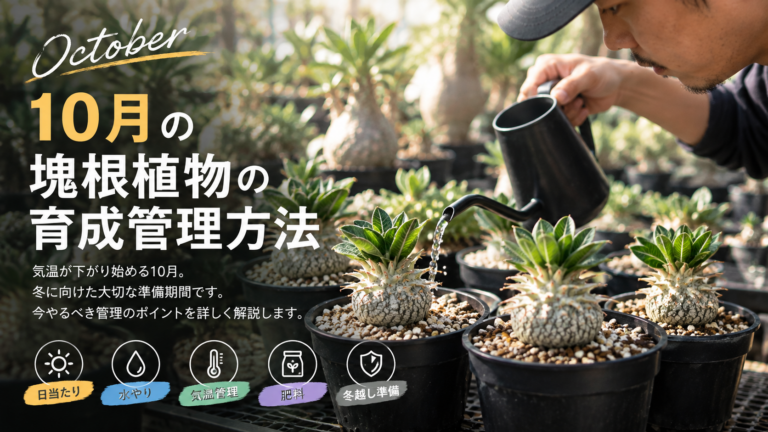 10月の塊根植物・珍奇植物の育て方～秋は、植物の「変化」が一番面白い季節かもしれない。～